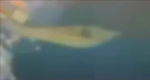 Оливковое пятно