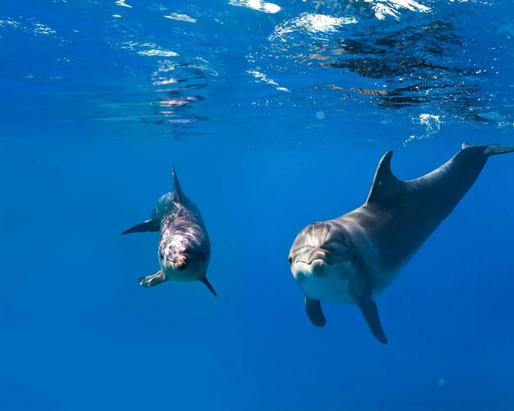 Это изображение имеет пустой атрибут alt; его имя файла - underwater_world_dolphins_two_542744_1280x1024-1024x819.jpeg